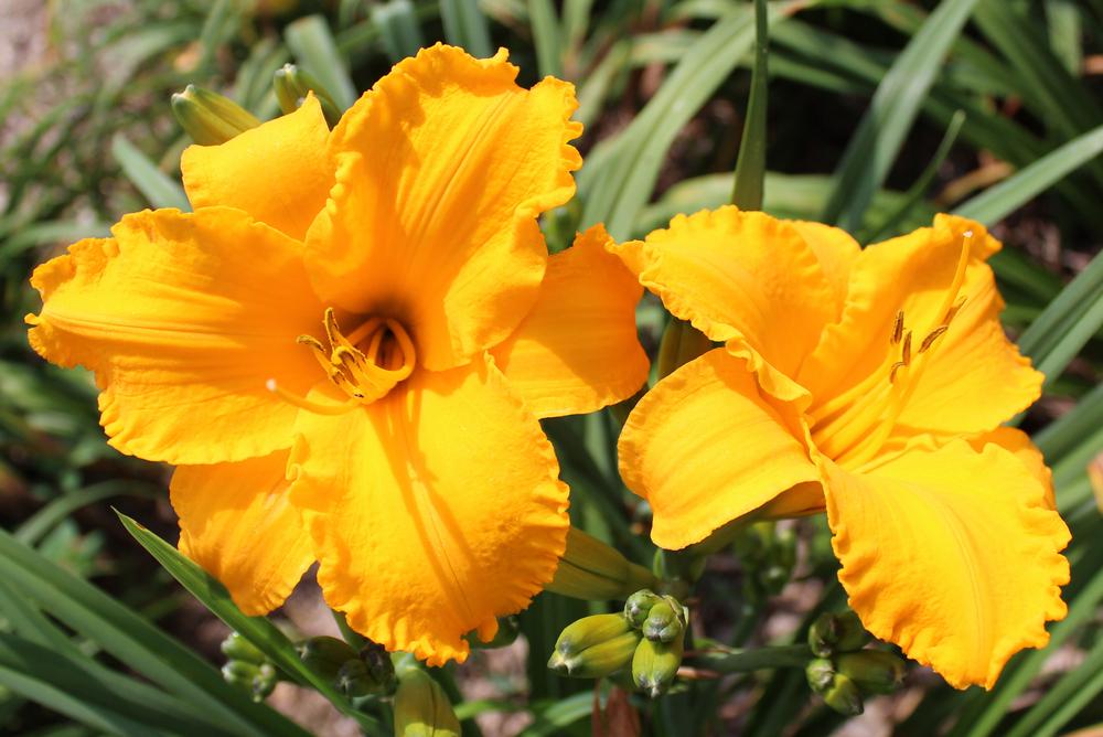 Photo of Daylily (Hemerocallis 'Intense Orange Gold') uploaded by Cynthia59P