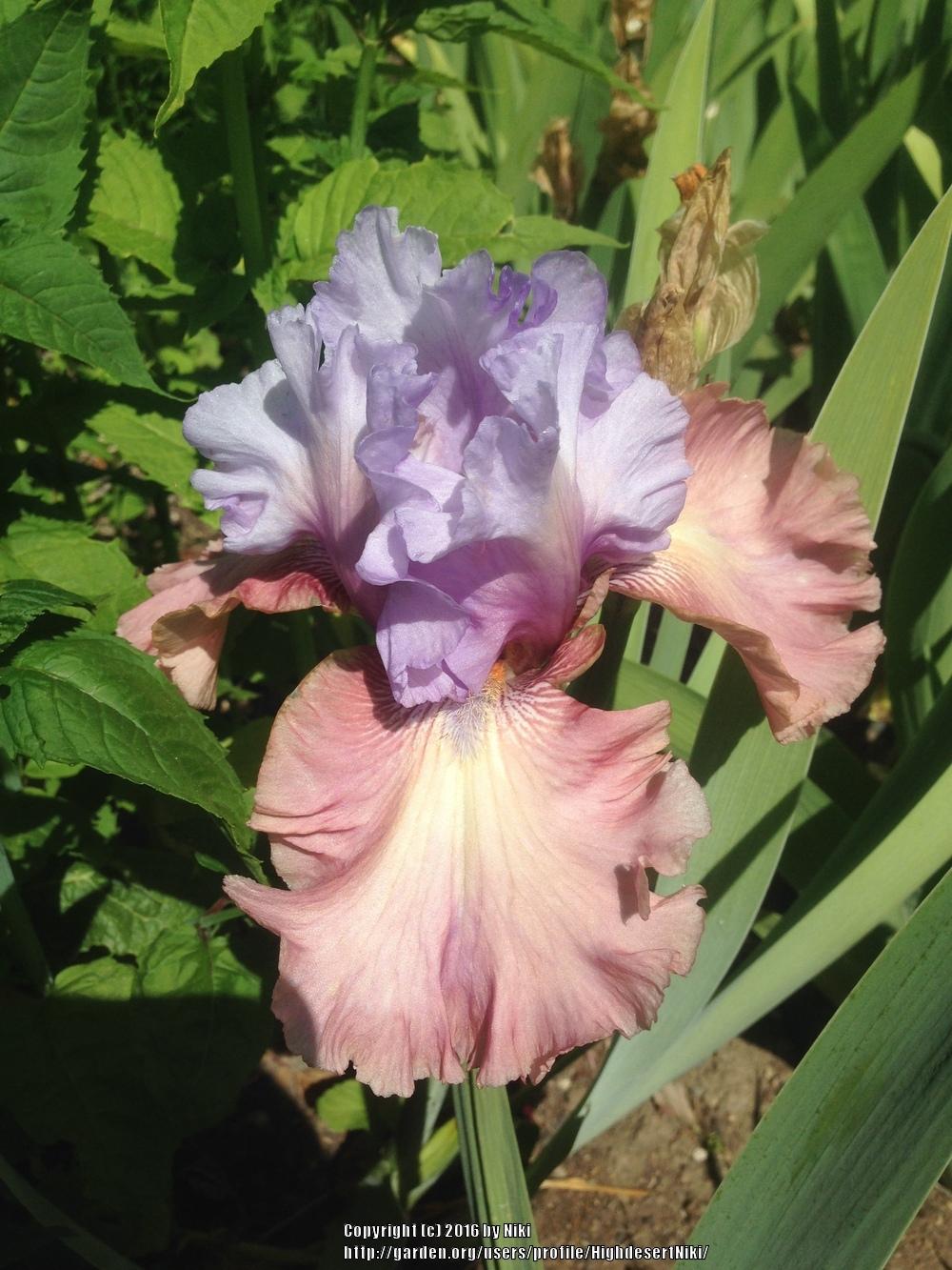 Photo of Tall Bearded Iris (Iris 'New Face') uploaded by HighdesertNiki