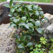 Dwarf Holly not expected to get more than 12 in tall. 