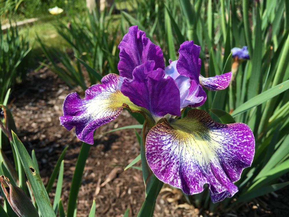 Photo of Siberian Iris (Iris 'Judy, Judy, Judy') uploaded by Misawa77