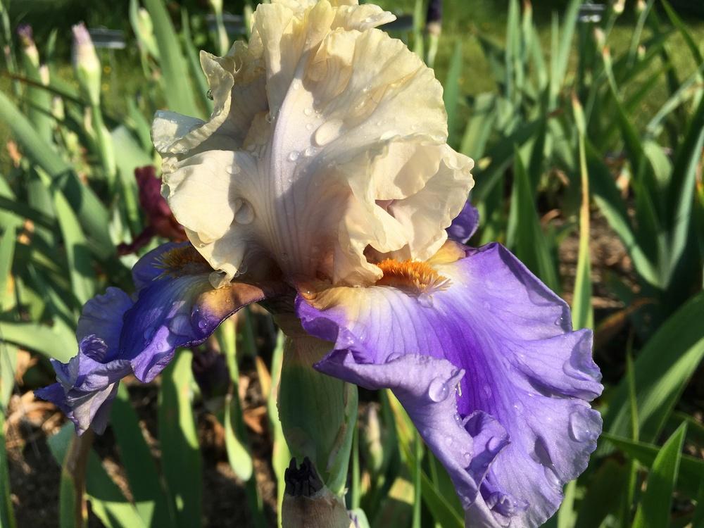 Photo of Tall Bearded Iris (Iris 'All Ashore') uploaded by Misawa77