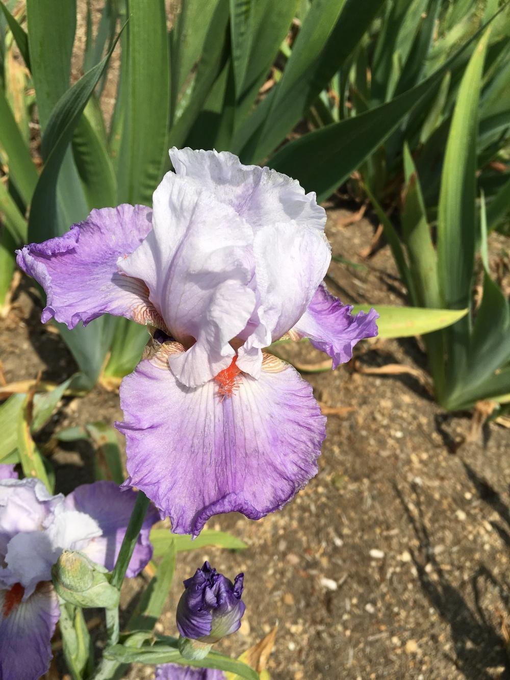 Photo of Tall Bearded Iris (Iris 'Bubbling Mirth') uploaded by Misawa77