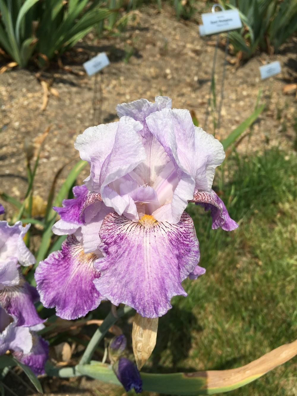 Photo of Border Bearded Iris (Iris 'See My Etchings') uploaded by Misawa77