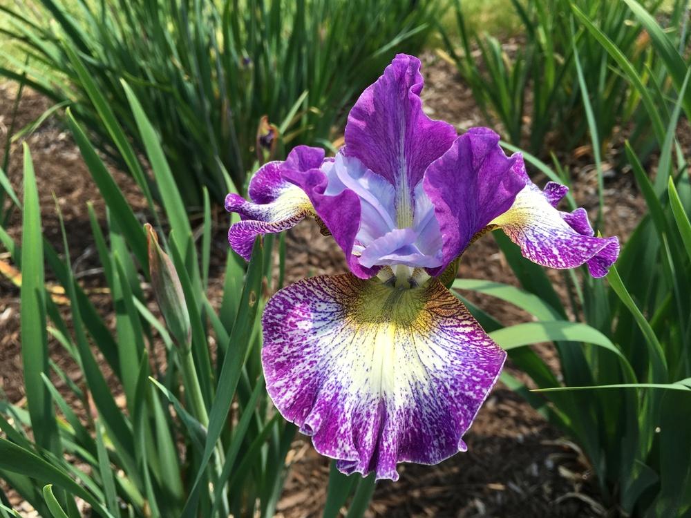 Photo of Siberian Iris (Iris 'Judy, Judy, Judy') uploaded by Misawa77