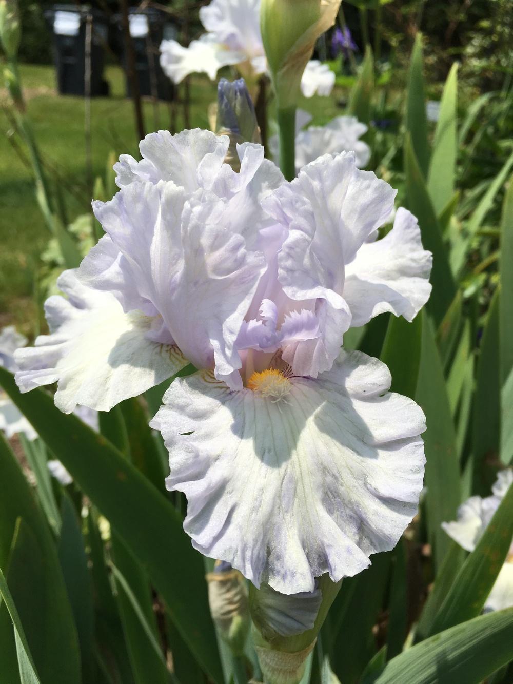 Photo of Border Bearded Iris (Iris 'Friday Blues') uploaded by Misawa77
