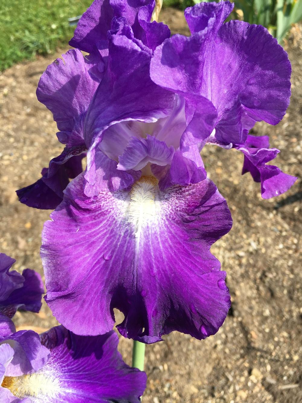 Photo of Tall Bearded Iris (Iris 'Star Voyager') uploaded by Misawa77