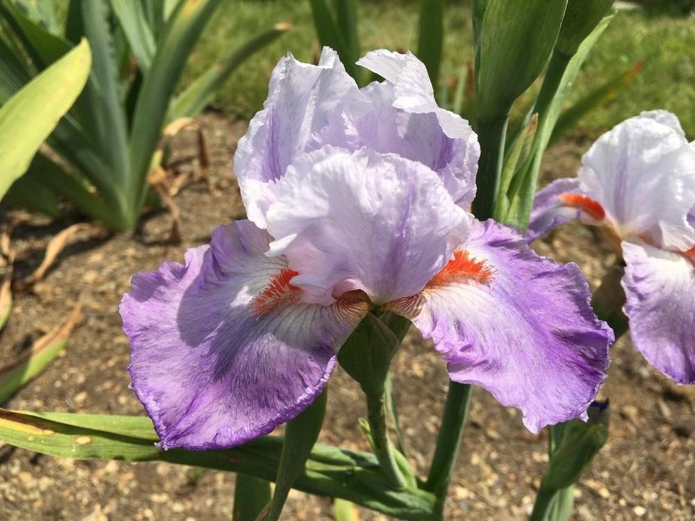Photo of Tall Bearded Iris (Iris 'Bubbling Mirth') uploaded by Misawa77