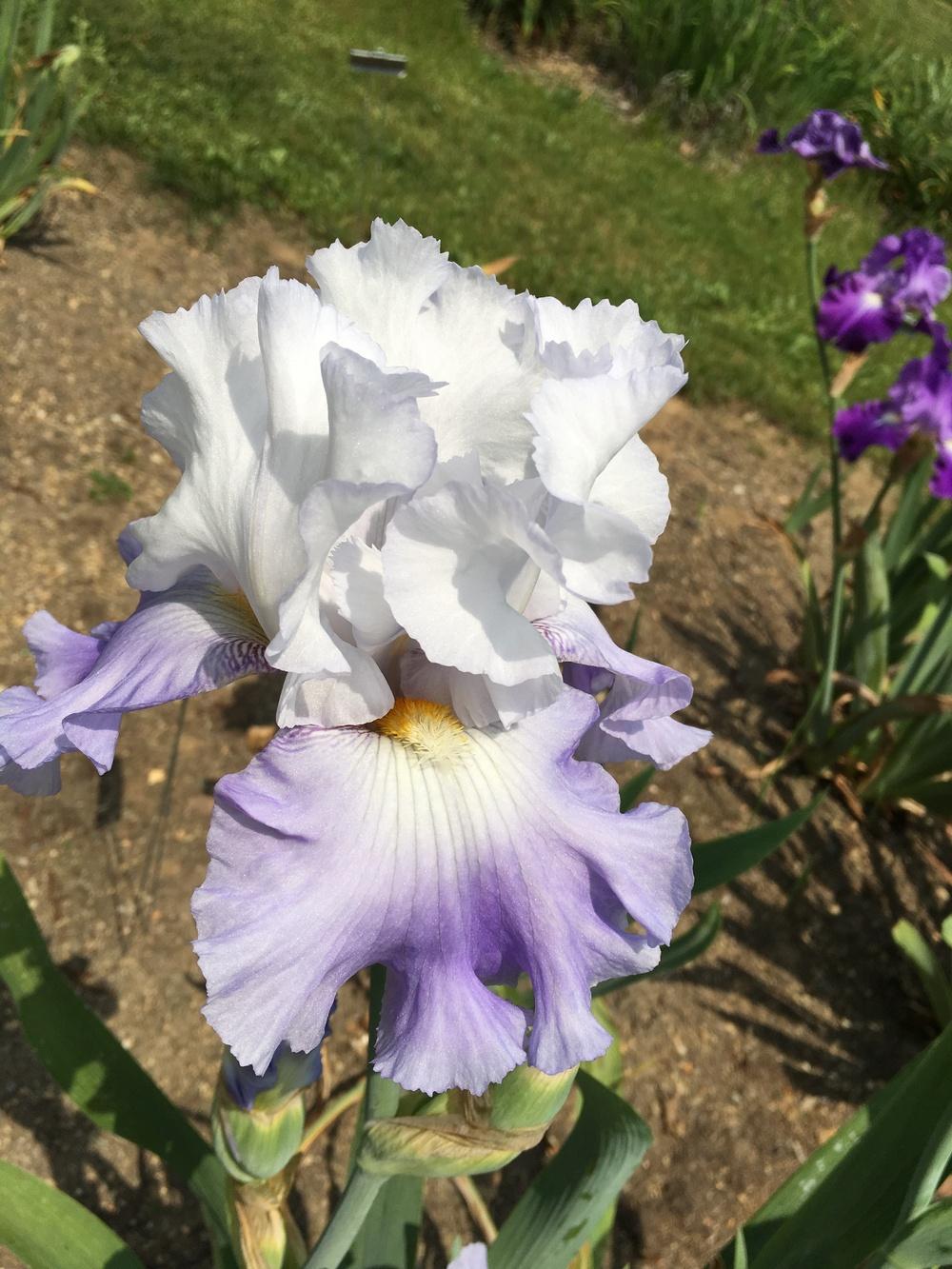 Photo of Tall Bearded Iris (Iris 'Blue Mountain Cloud') uploaded by Misawa77