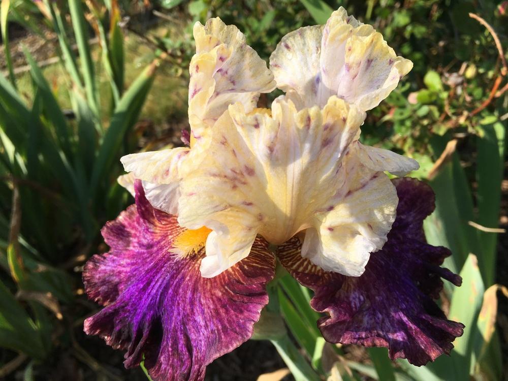 Photo of Tall Bearded Iris (Iris 'Neon Mama') uploaded by Misawa77