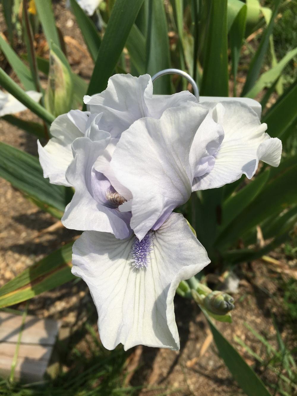 Photo of Intermediate Bearded Iris (Iris 'Chilly Willy') uploaded by Misawa77