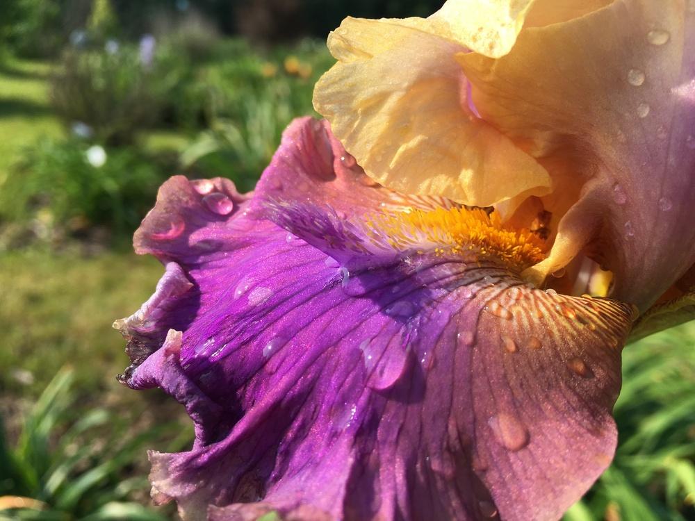 Photo of Tall Bearded Iris (Iris 'Trillion') uploaded by Misawa77