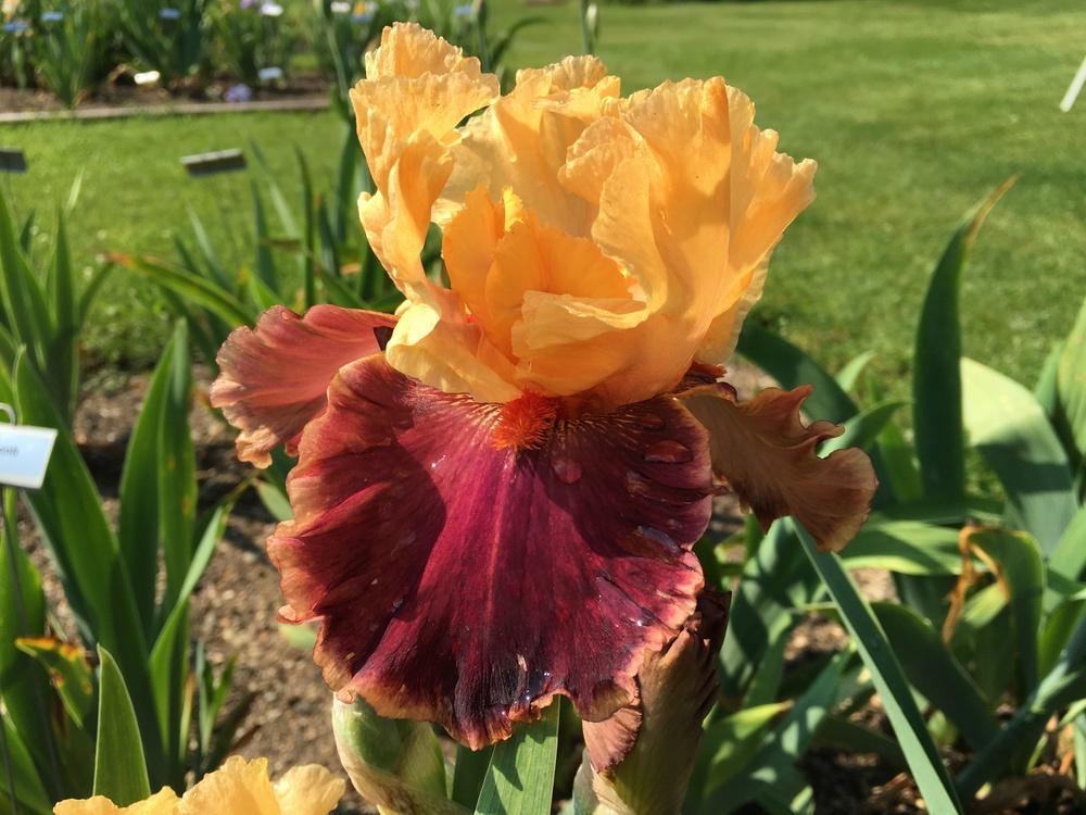 Photo of Tall Bearded Iris (Iris 'Kaibab') uploaded by Misawa77