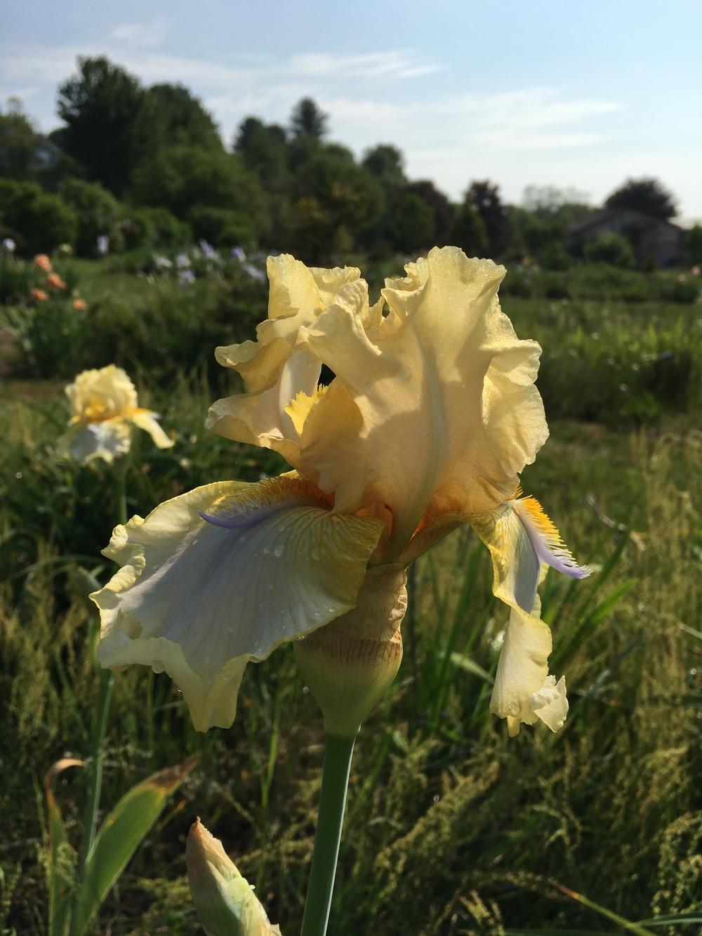 Photo of Tall Bearded Iris (Iris 'Sky Hooks') uploaded by Misawa77