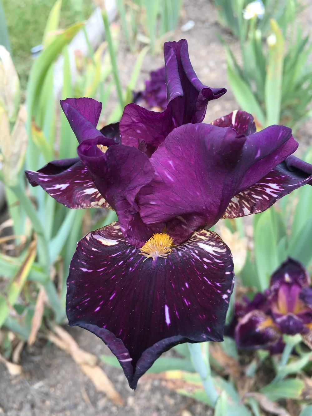 Photo of Intermediate Bearded Iris (Iris 'Zumba') uploaded by Misawa77