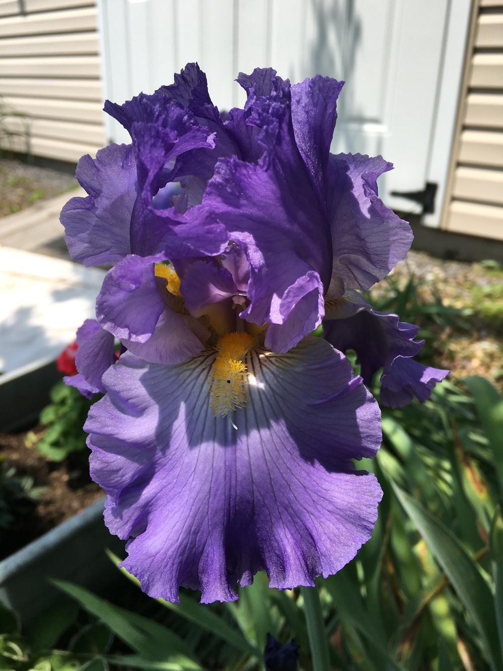 Photo of Border Bearded Iris (Iris 'Ensign') uploaded by Misawa77
