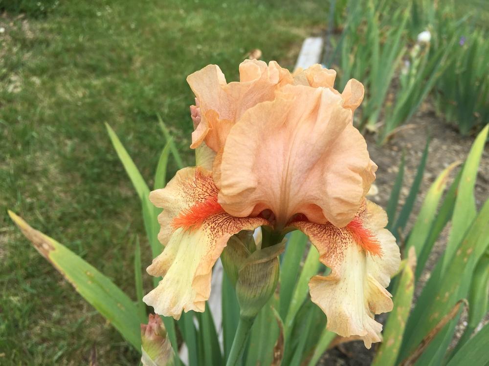 Photo of Intermediate Bearded Iris (Iris 'Ricochet Romance') uploaded by Misawa77