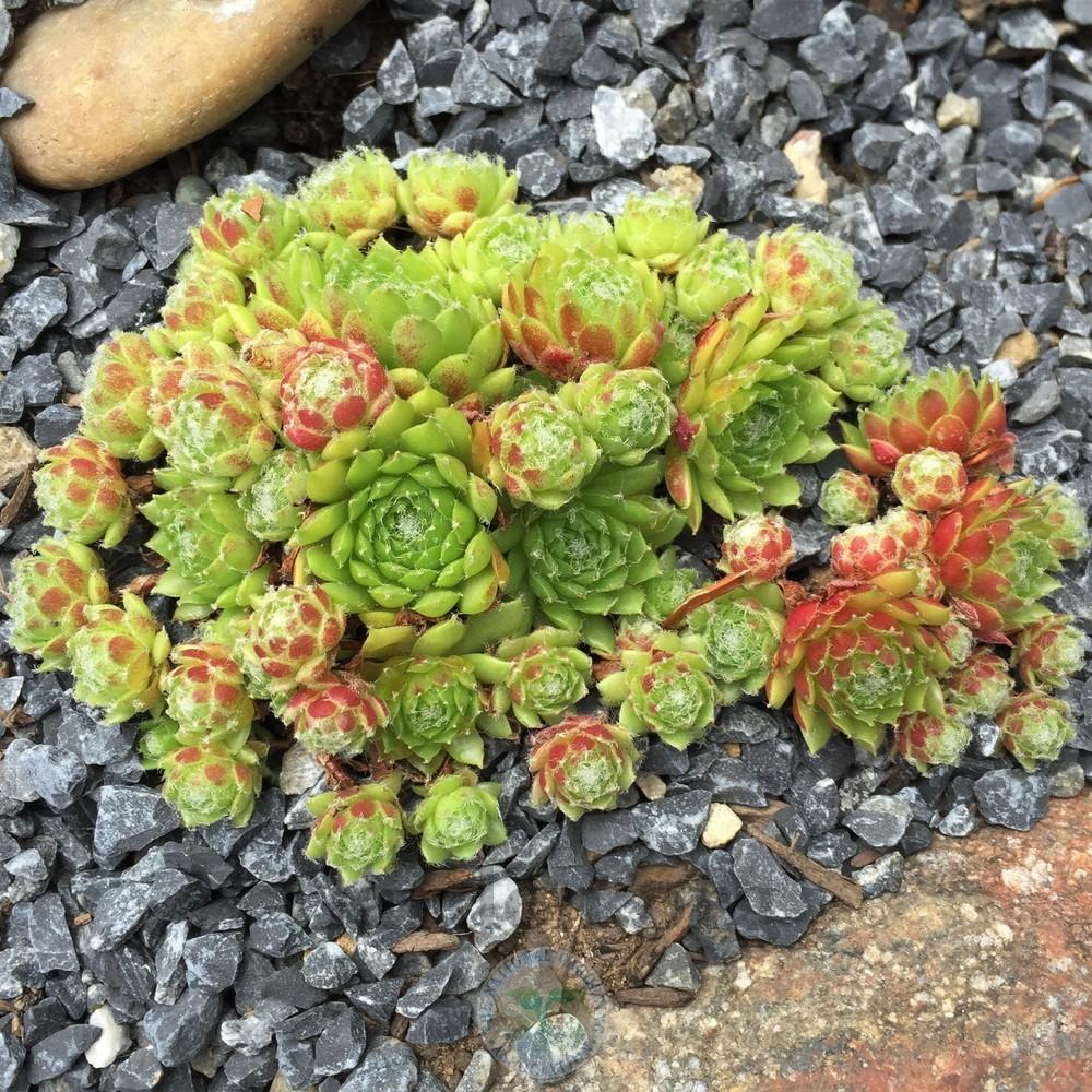 Photo of Hen and Chicks (Sempervivum 'Pixie') uploaded by Patty