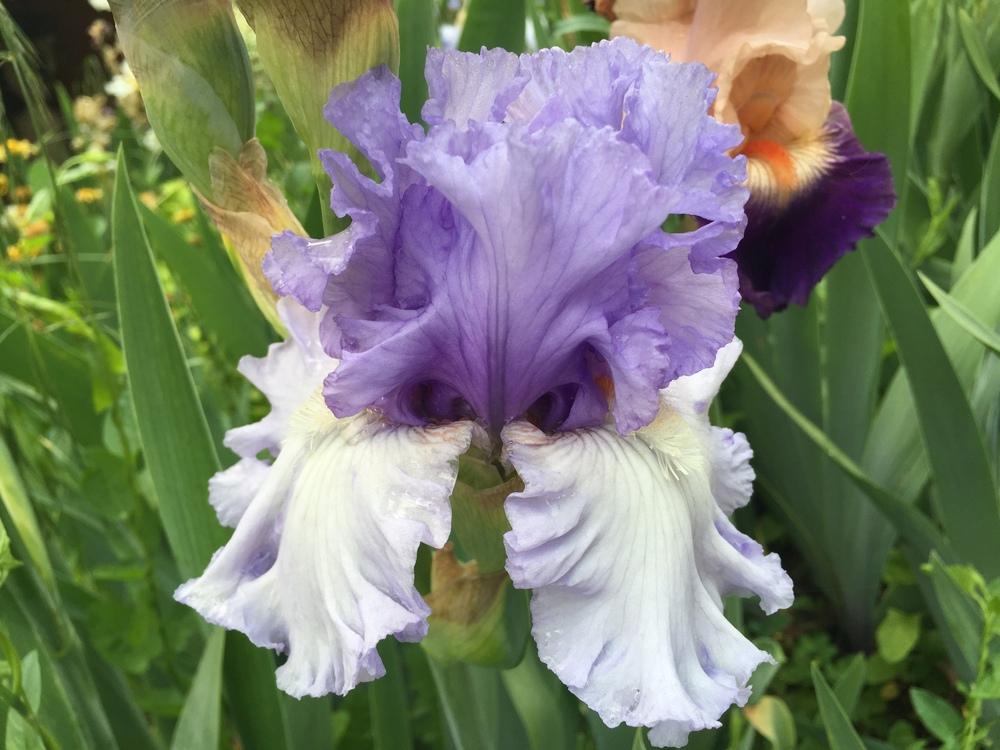 Photo of Tall Bearded Iris (Iris 'Adoregon') uploaded by SpringGreenThumb