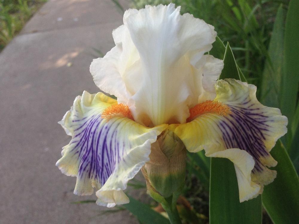 Photo of Tall Bearded Iris (Iris 'Exposé') uploaded by SpringGreenThumb