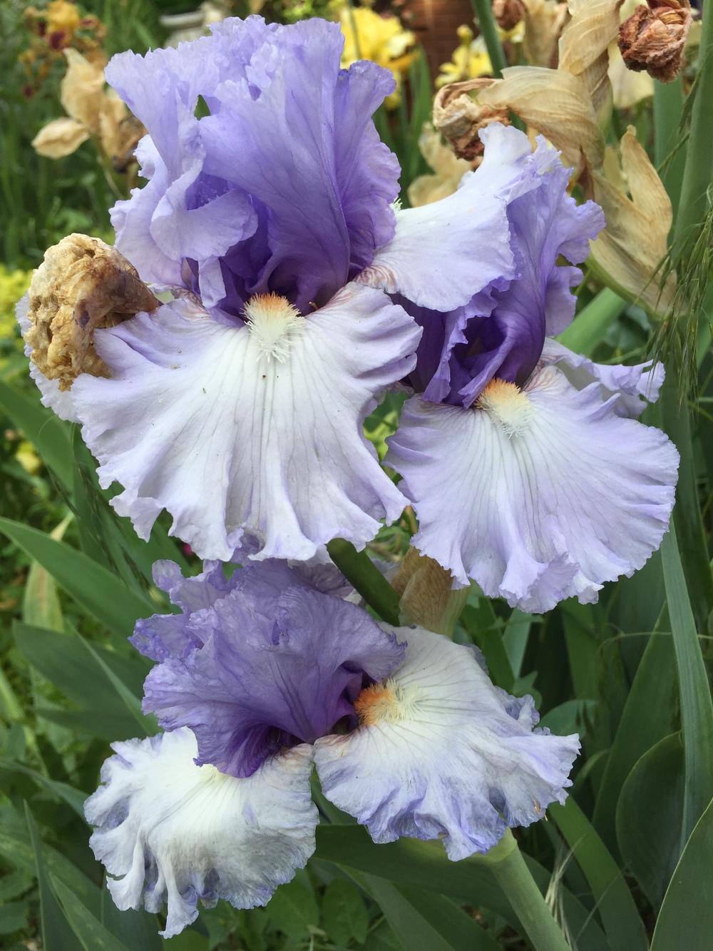 Photo of Tall Bearded Iris (Iris 'Adoregon') uploaded by SpringGreenThumb