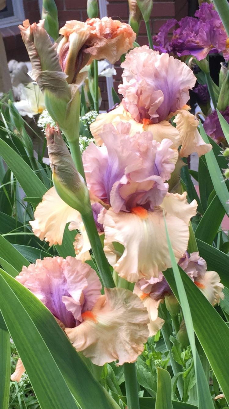 Photo of Tall Bearded Iris (Iris 'Tempesto') uploaded by SpringGreenThumb