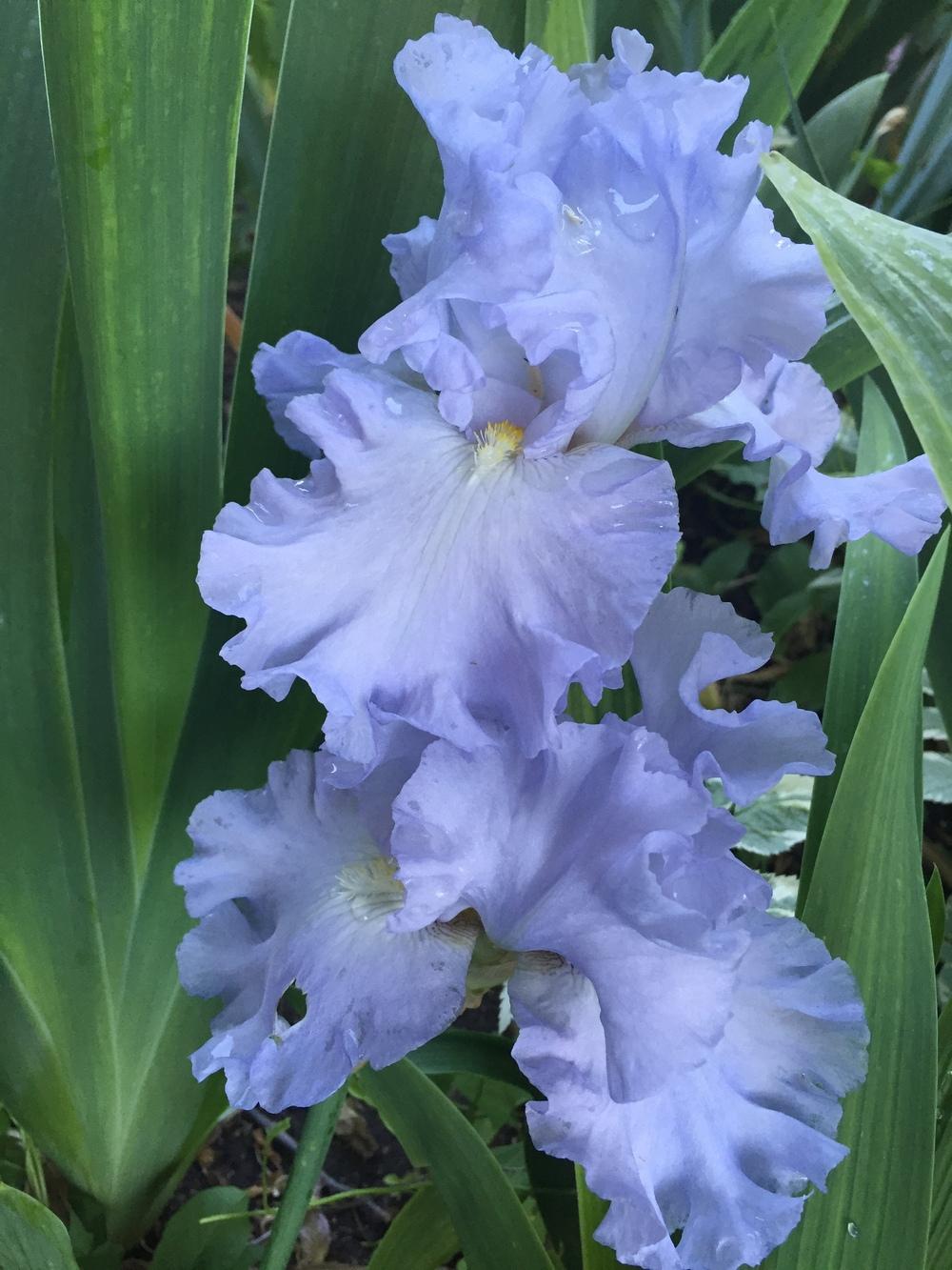 Photo of Tall Bearded Iris (Iris 'Absolute Treasure') uploaded by SpringGreenThumb