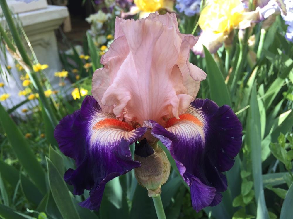 Photo of Tall Bearded Iris (Iris 'Gitano') uploaded by SpringGreenThumb