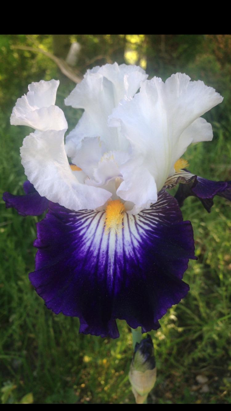 Photo of Tall Bearded Iris (Iris 'Flash of Light') uploaded by SpringGreenThumb