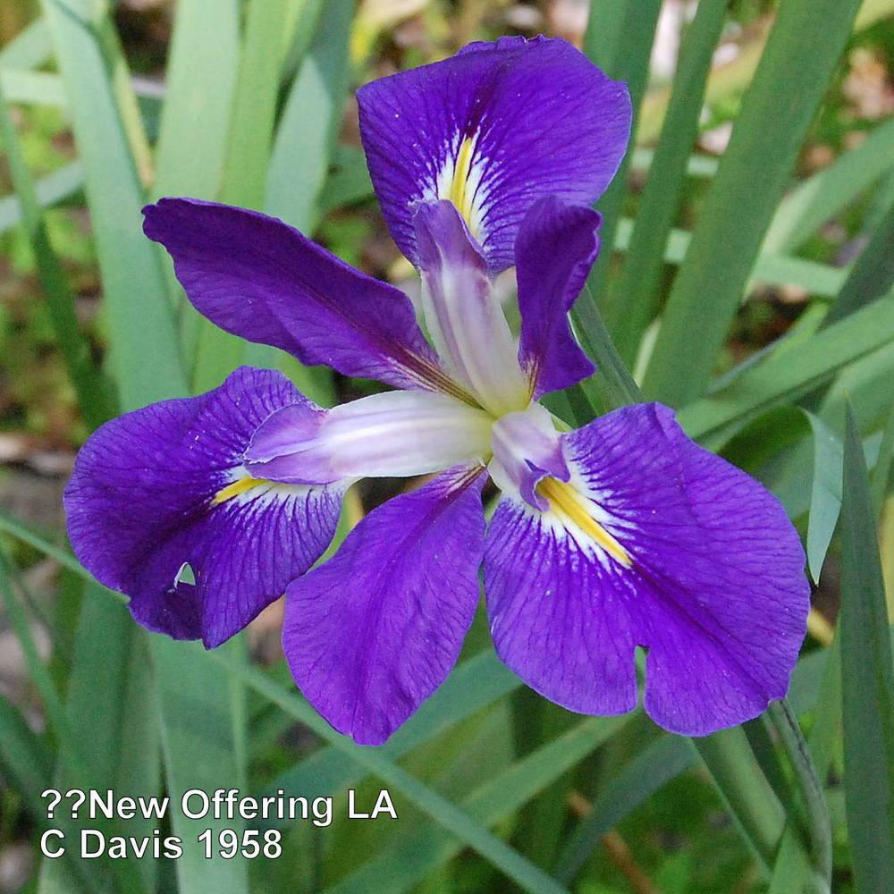 Photo of Louisiana Iris (Iris 'New Offering') uploaded by coboro