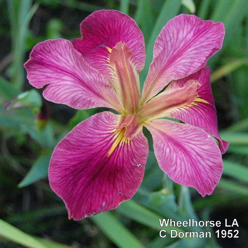 Photo of Louisiana Iris (Iris 'Wheelhorse') uploaded by coboro