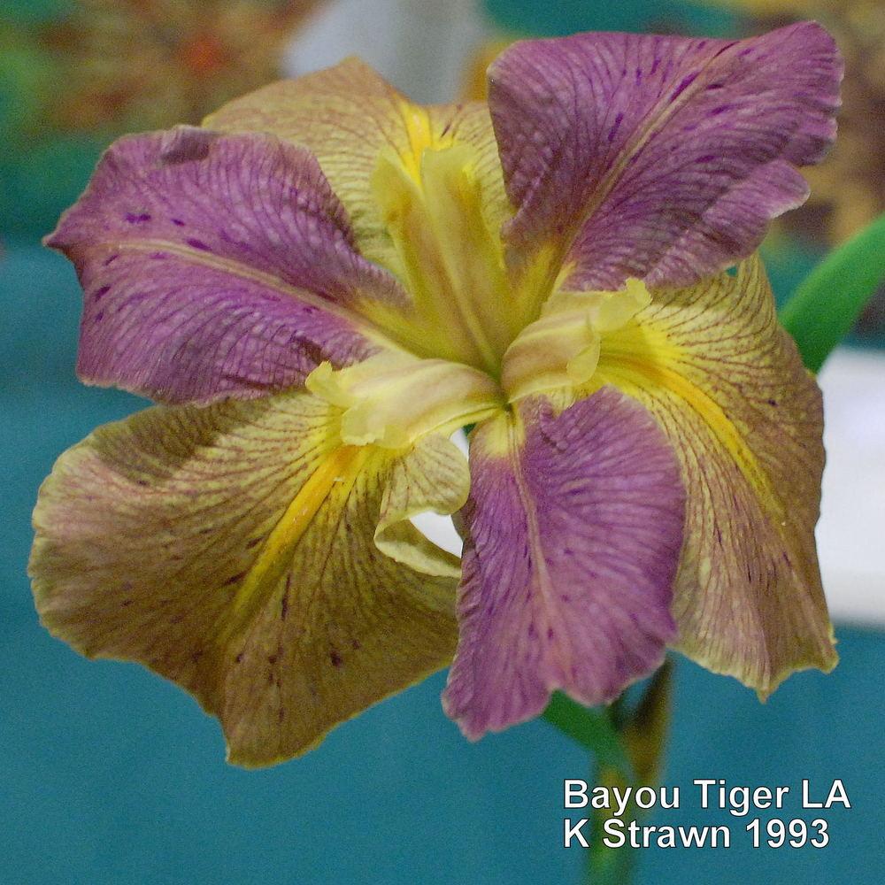 Photo of Louisiana Iris (Iris 'Bayou Tiger') uploaded by coboro