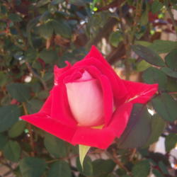 Location: AZ
Date: Spring
This rose is beautiful and blooms even in the heat.
