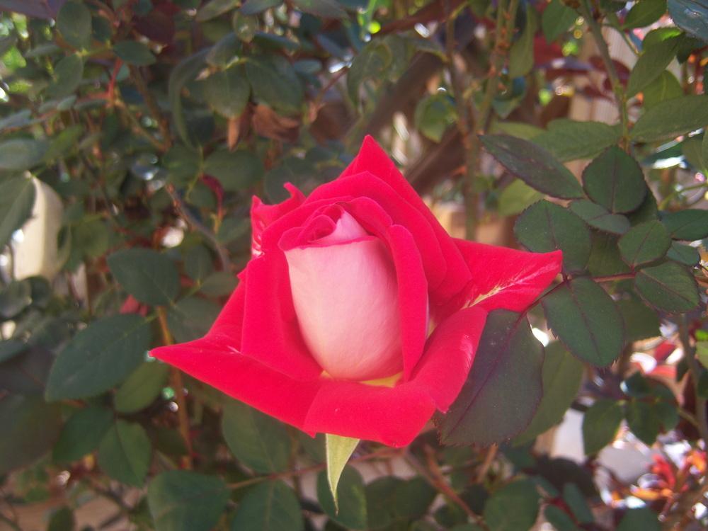 Photo of Rose (Rosa 'Love') uploaded by cocoajuno