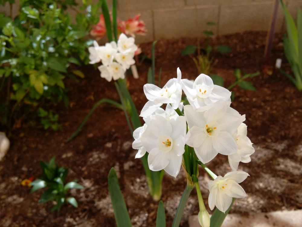 Photo of Paperwhite Narcissus (Narcissus 'Inbal') uploaded by cocoajuno