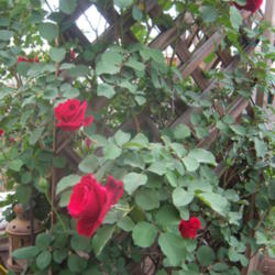Location: az
Date: 2015-03-25
This rose looks like red velvet, it is easy to grow in zone 9.
