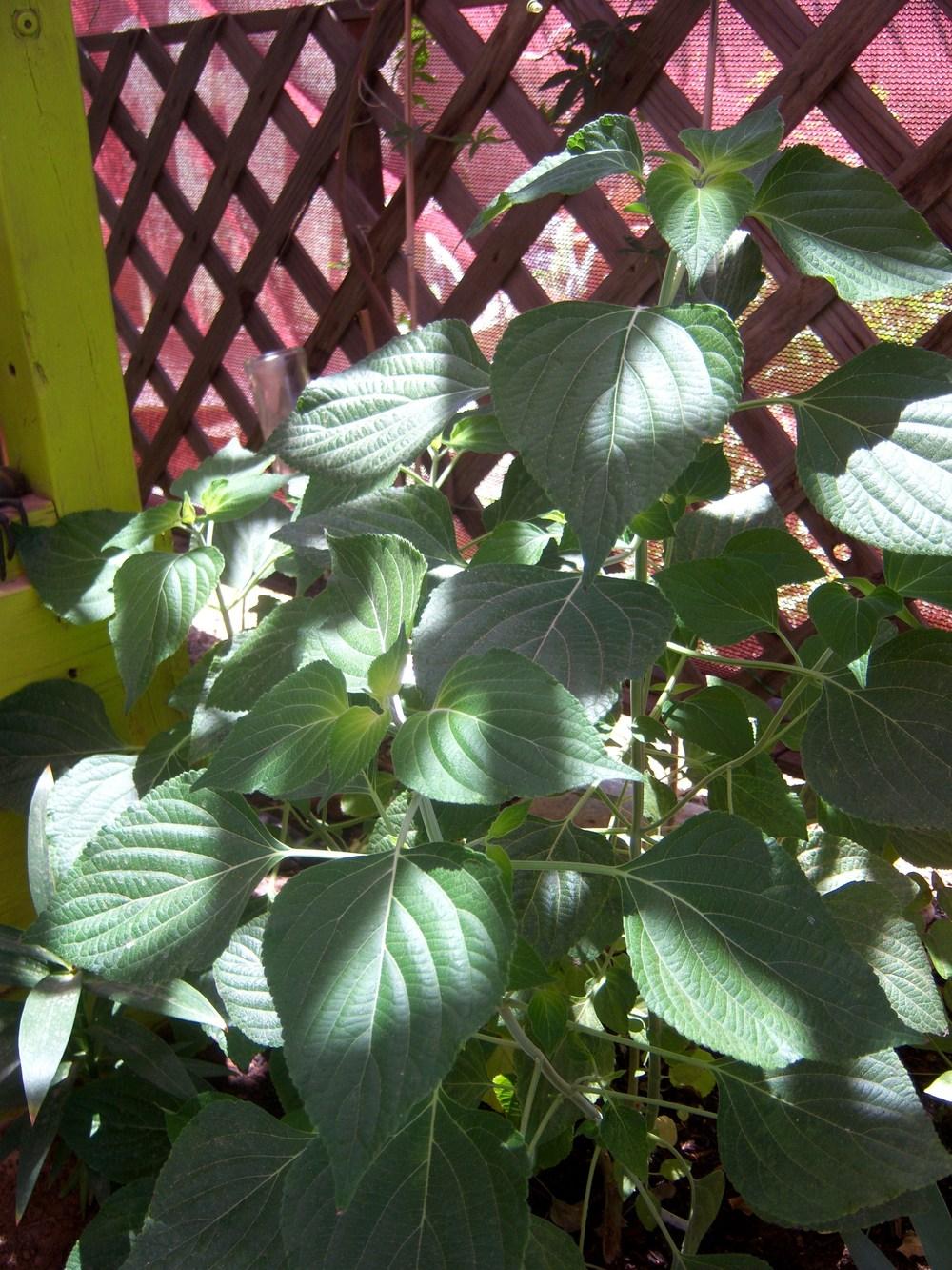 Photo of Mexican Sage (Salvia mexicana 'La Placita') uploaded by cocoajuno