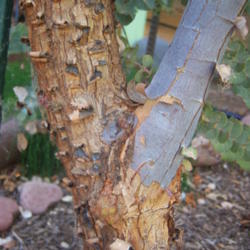 Location: AZ
Date: 2016-05-30
The bark on this tree is very interesting so I took a better pict