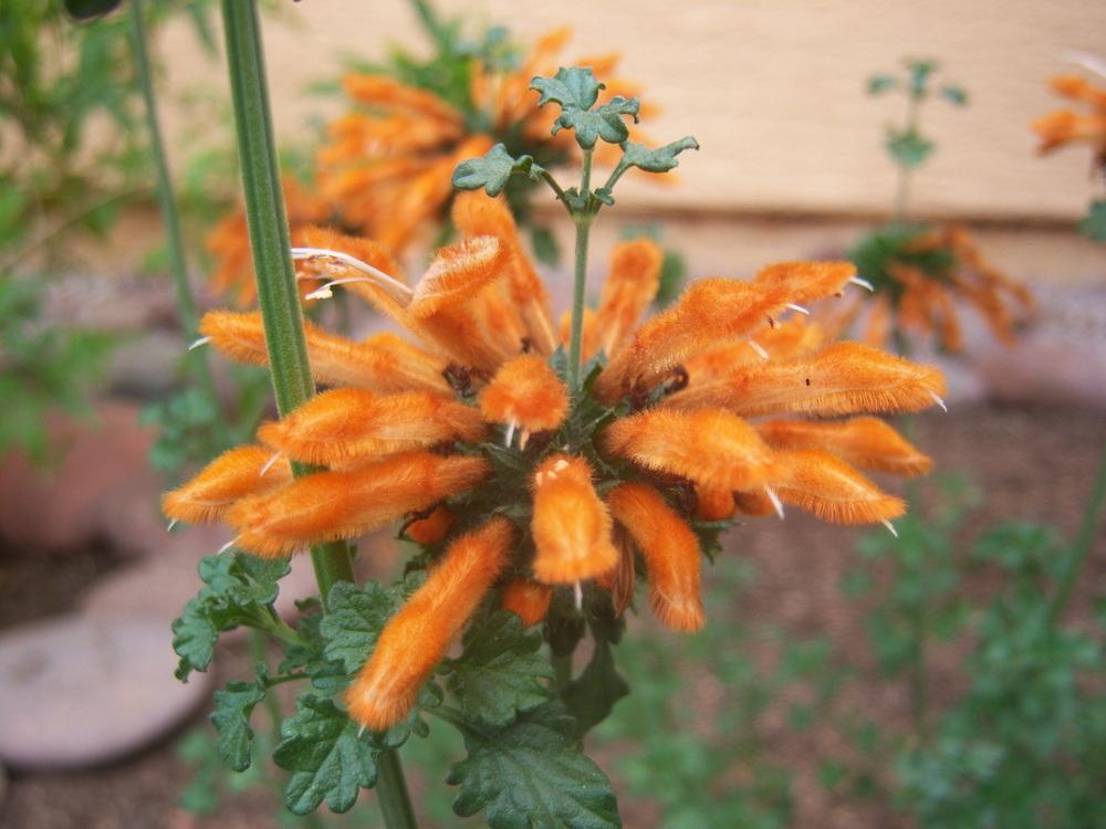 Photo of Lions Tail (Leonotis) uploaded by cocoajuno