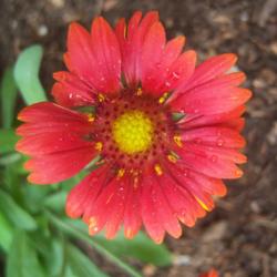 Location: AZ
Date: Spring
Gaillardia's in my south and west facing yard all like afternoon 