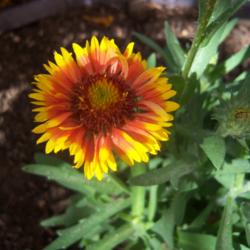 Location: AZ
Date: Spring
Gaillardia's in my south and west facing yard all like afternoon 