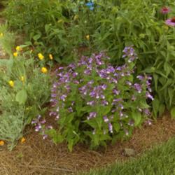 Location: My Cincinnati Ohio garden
Date: 2016-06-07
Penstemon has been blooming for weeks