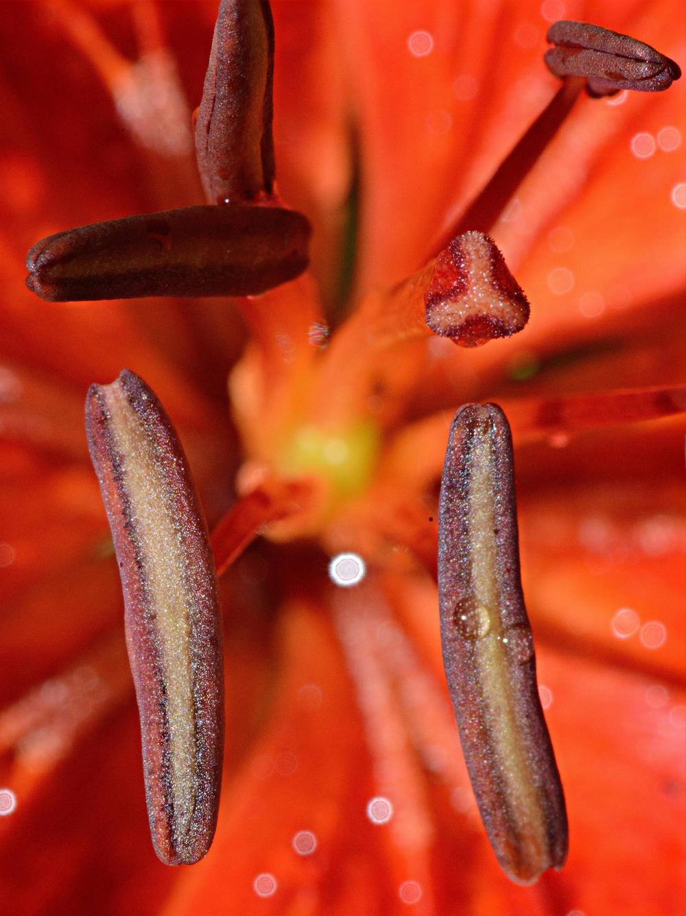 Photo of Lily (Lilium 'Crimson Pixie') uploaded by marsrover