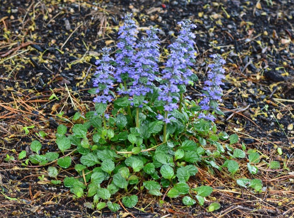 Photo of the entire plant of Carpet Bugle (Ajuga reptans 'Bronze Beauty') posted by marsrover
