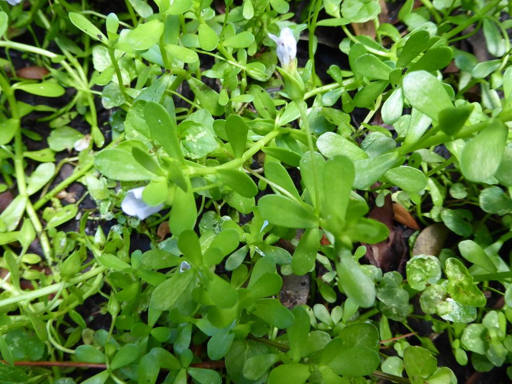 Photo of Smooth Water Hyssop (Bacopa monnieri) uploaded by mellielong