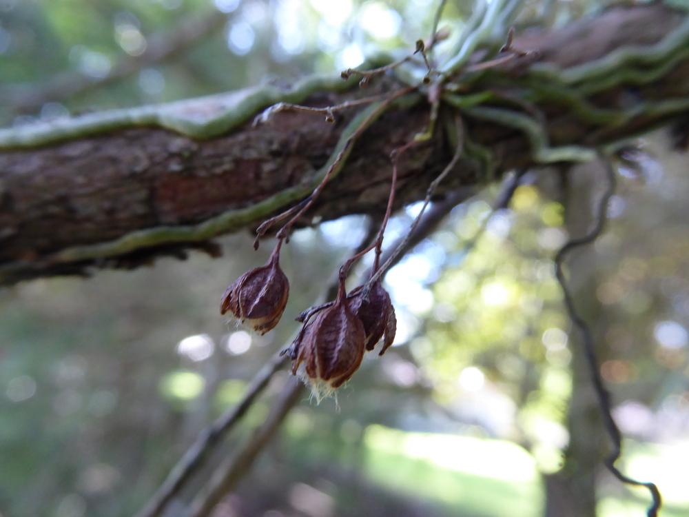 Photo of the seed pods or heads of Jingle Bell Orchid (Dendrophylax