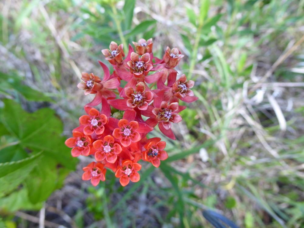 Photo of Fewflower Milkweed (Asclepias lanceolata) uploaded by mellielong