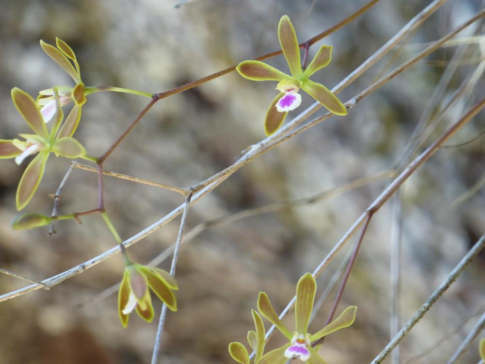 Photo of Florida Butterfly Orchid (Encyclia tampensis) uploaded by mellielong