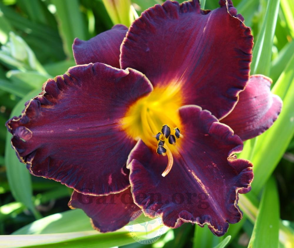 Photo of Daylily (Hemerocallis 'Spacecoast Dark Obsession') uploaded by springcolor