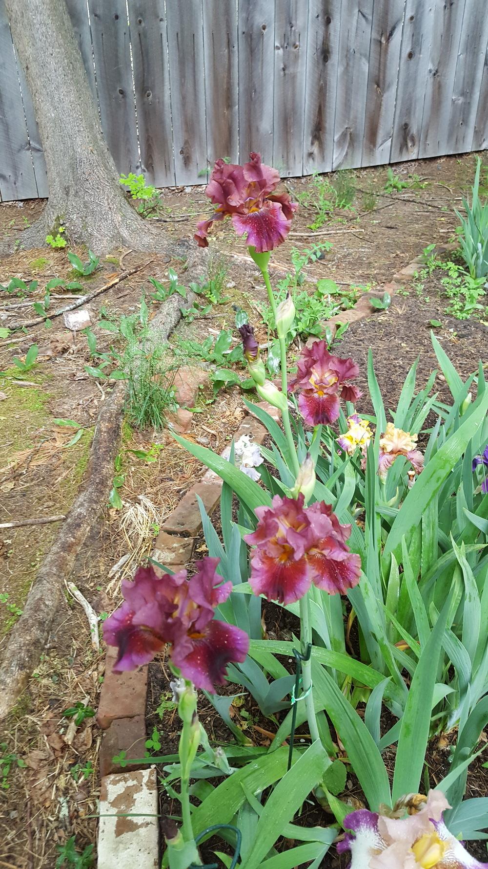 Photo of Tall Bearded Iris (Iris 'Gaudy Is Good') uploaded by Dachsylady86