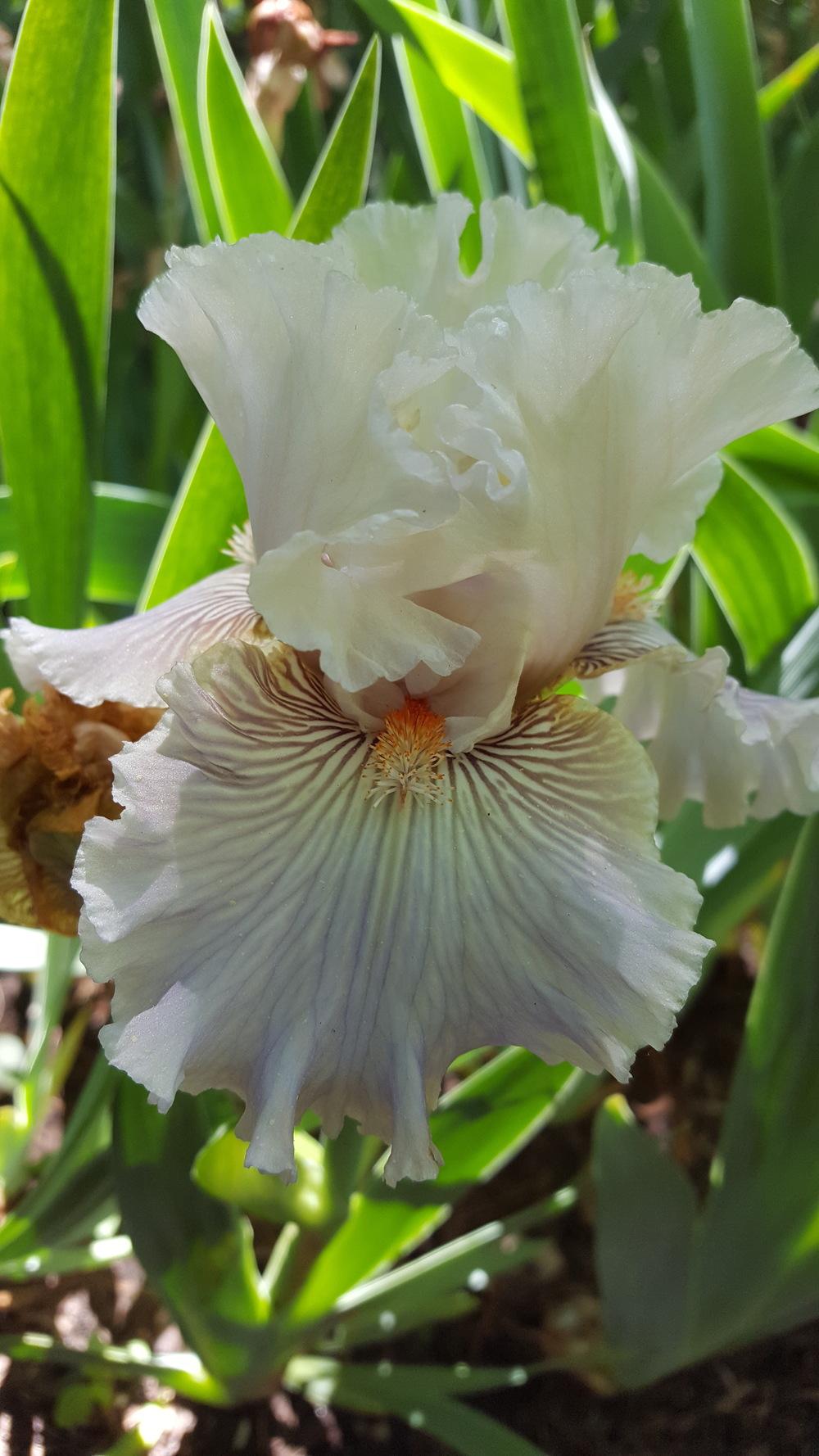 Photo of Tall Bearded Iris (Iris 'Ghost Writer') uploaded by Dachsylady86